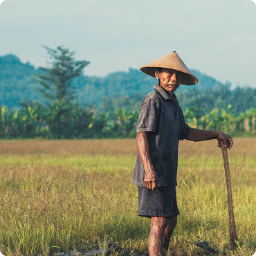 Peasants and fields of Indonesia